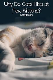 Why Do Cats Hiss At New Kittens Catvills Cat Having Kittens Cats Cat Facts