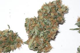 Wann ist die beste zeit, um ihr cannabis zu ernten? Die Marihuanabluten Produktiv Ernten Marihuana Ernte Hanf Magazin