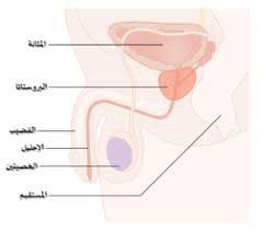 كنت أعاني من احتقان بسيط في البروستاتا نتيجة مشاهدة الأفلام الإباحية، لكن لاحظت كثرة نزول المذي.المزيد. Ø³Ø±Ø·Ø§Ù† Ø§Ù„Ø¨Ø±ÙˆØ³ØªØ§ØªØ§ ÙˆÙŠÙƒÙŠØ¨ÙŠØ¯ÙŠØ§