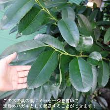 タラヨウ3 5号ポット 花木 庭木の苗 園芸ネット 本店 通販 Engei Net