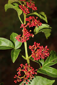 Image result for Cissus