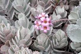 Here's where succulents come in. Succulent Plants Purple Flower With Leaves Background Stock Photo Picture And Royalty Free Image Image 38377916