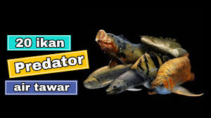 Memelihara ikan hias terutama ikan predator air tawar merupakan semacam kepuasan tersendiri karena bentuk dan perilakunya yang tidak biasa. 20 Ikan Predator Air Tawar Ganassss Youtube