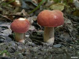 Image result for Xanthoconium sp.