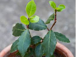 Image result for bay leaf bush foto