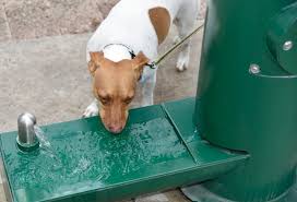Simply tie it around the pump and slide it off. 10 Best Extra Large Dog Water Dispensers Reviews In 2021