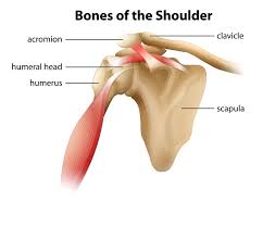 Image result for Rotator Cuff Triad Test