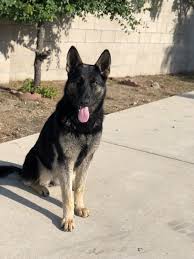 Find your perfect german shepherd puppy for sale and you'll be welcoming an incredible character into your home. German Shepherd Puppies For Sale Pomona Ca 302034
