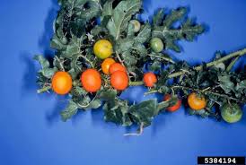 Image result for Solanum capsicoides