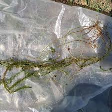 Image result for Lagarosiphon muscoides