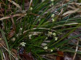Image result for Carex sp.no.1