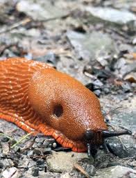 Schnecken Naturlich Bekampfen