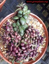 Image result for Anacampseros