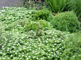 Cornus Canadensis Planten Schaduwplanten Tuinplanten