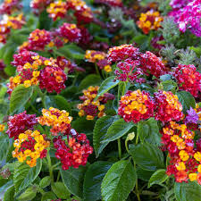 Image result for Lantana