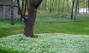 Can easily be divided and transplanted, or spread by seed. Sweet Woodruff So Much More Than A Groundcover Laidback Gardener