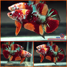 Betta Fish Big Male Galaxy Green Metallic Nemo Halfmoon Plakat Hmpk 2803 Betta Fish Betta Betta Aquarium