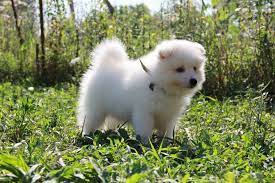Japanese Spitz Small Dog With A Big Personality Animalsbay Japanese Spitz Dogs Dog Breeds