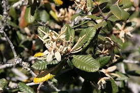 Image result for Daknopholis