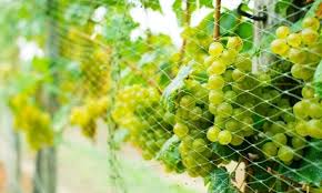 Maybe you would like to learn more about one of these? How To Protect Grapes From Birds And Wasps