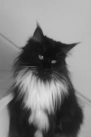 Black And White Maine Coon Cats For Sale Pin On Ki Ki