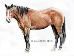 drawing a horse in colored pencil horse drawing horse drawing tutorial horses