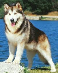 Malamutes are significantly less energetic than huskies. Alaskan Malamute Malamute Malamute Dog