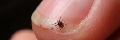 Causes et facteurs de risque de lyme. Maladie De Lyme L Argent Colloidal Un Traitement Prometteur