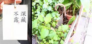 city yeast 台灣的街頭街語 ted baker icon bag activities tote bag