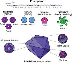 Check spelling or type a new query. Self Assembling Shell Proteins Pdua And Pduj Have Essential And Redundant Roles In Bacterial Microcompartment Assembly Biorxiv
