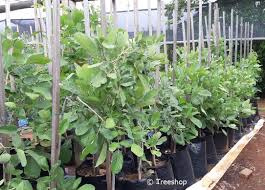 Image result for Philenoptera