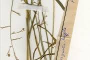 Image result for Eragrostis turgida