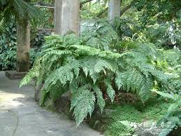 Image result for Ctenitis