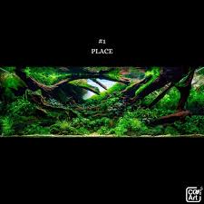 Image result for Syngonanthus wahlbergii