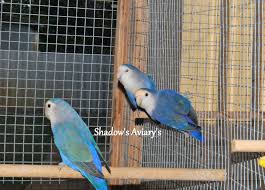 Violet Peachface Lovebirds African Lovebirds Love Birds Bird