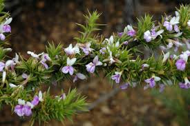 Image result for Muraltia