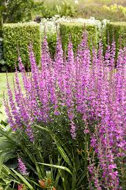 Image result for Lythrum