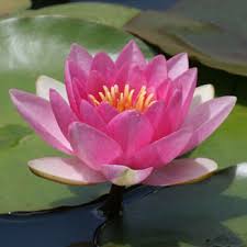 Image result for Nymphaea nouchali