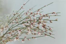 Image result for Retama monosperma