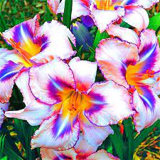 Check spelling or type a new query. Egrow 100pcs Pack Lily Seeds Rare Peruvian Lily Alstroemeria Bonsai Plants Mix Color Beautiful Lilies Flower For Home Garden D
