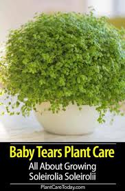 Baby Tears Plant Care All About Growing Soleirolia Soleirolii Plant Care Plant Care Houseplant Moss Plant