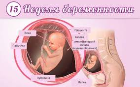 15 Nedelya Beremennosti Rekomendacii Dlya Budushej Mamochki Izmeneniya V Organizme Zhenshiny I Razmery Zhivota Harakter Vydelenij I Vozmozhnye Opasnosti Razvitie Ploda