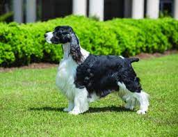 Check spelling or type a new query. English Springer Spaniel Dog Breed Profile Petfinder