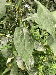 Image result for Lactuca glandulifera