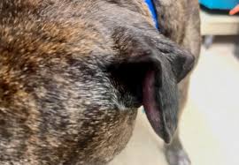 Image result for abscess dog's ear flap