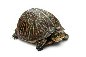 Коробчатые черепахи — Википедия
