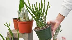 Image result for Euphorbia