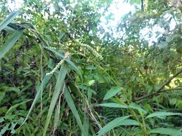 Image result for Persicaria barbata