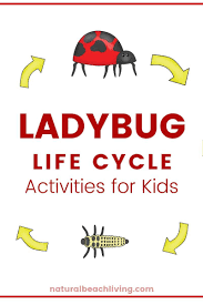 Ladybug Life Cycle Lesson Plans And Activities Natural Beach Living Ladybug Life Cycle Ladybug Life Cycle Activities Preschool Lesson Plans