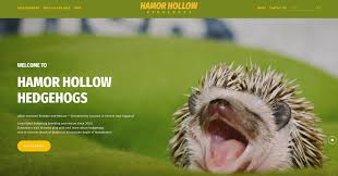 bathing your hedgehog  hamor hollow